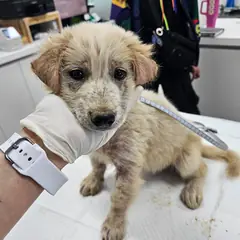 평택시 흰색 믹스견 수컷