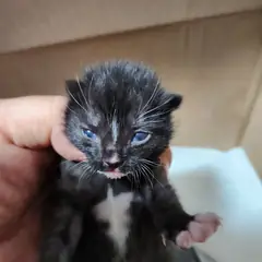 평택시 흰색/검은색 얼룩무늬 한국 고양이 성별 미상