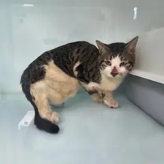 평택시 흰색/검은색 얼룩무늬 한국 고양이 수컷