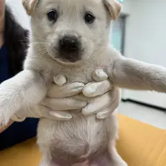 평택시 흰색 믹스견 암컷
