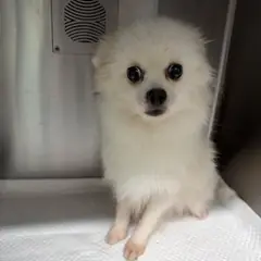 평택시 붉고 엷은 황갈색 포메라니안 암컷