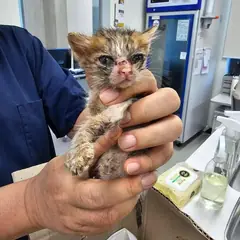 평택시 검은색흰색황토색조합 한국 고양이 성별 미상
