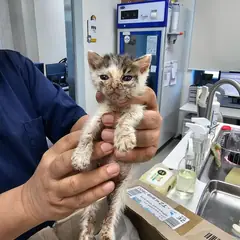 평택시 검은색흰색황토색조합 한국 고양이 성별 미상