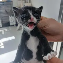 평택시 흰색/검은색 얼룩무늬 한국 고양이 암컷