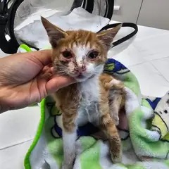 평택시 검은색흰색황토색조합 한국 고양이 수컷
