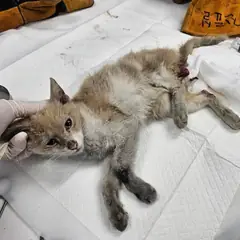 평택시 기타(회색, 흰색) 한국 고양이 성별 미상