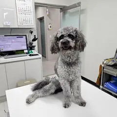 평택시 회색 믹스견 수컷
