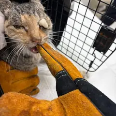 평택시 평행·전체·부분줄무늬 한국 고양이 암컷