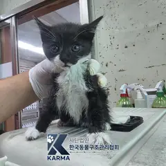 동두천시 기타(검/흰) 한국 고양이 암컷