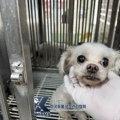 동두천시 흰색 말티즈 암컷