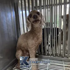 동두천시 갈색 푸들 수컷