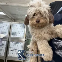 동두천시 기타(갈/검) 올드 잉글리쉬 쉽독 수컷
