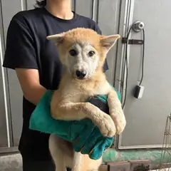 안산시 기타(갈백) 믹스견 암컷