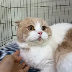안산시 기타(갈백) 브리티시 쇼트헤어 수컷