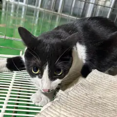 안산시 기타(흑백) 한국 고양이 성별 미상