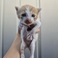 안산시 레몬색&흰색 한국 고양이 수컷