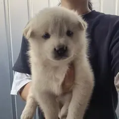 안산시 기타(백) 믹스견 수컷