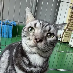 안산시 은색/검정색 줄무늬 아메리칸 쇼트헤어 수컷