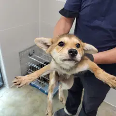 고양시 황갈색 믹스견 암컷