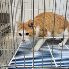 고양시 기타(흰색황색) 한국 고양이 수컷