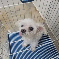 고양시 흰색 말티즈 수컷