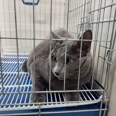 고양시 기타(회색) 러시안 블루 암컷