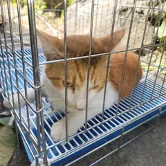 고양시 기타(치즈) 한국 고양이 수컷