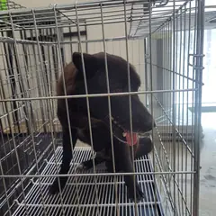 고양시 검정색 믹스견 수컷