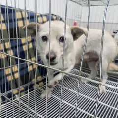 고양시 흰색 믹스견 암컷