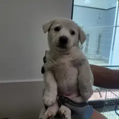 고양시 흰색 믹스견 수컷