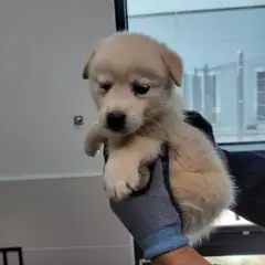 고양시 흰색 믹스견 수컷