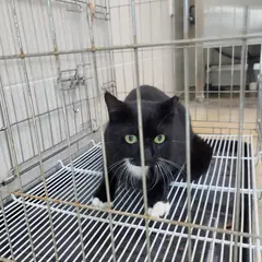 고양시 기타(턱시도) 한국 고양이 수컷