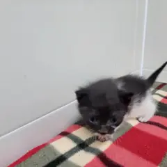고양시 기타(검정,흰색) 한국 고양이 수컷