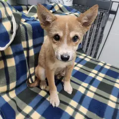 고양시 검정 황갈색&흰색 믹스견 수컷