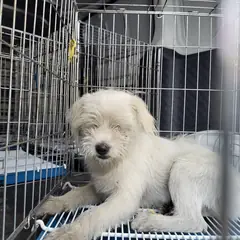 고양시 흰색 믹스견 수컷