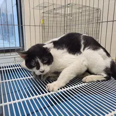 고양시 기타(젖소) 한국 고양이 성별 미상
