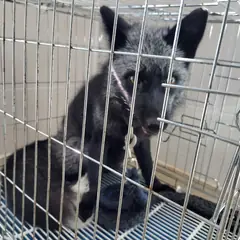 고양시 기타(검정&은색) 기타축종 성별 미상