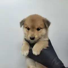 고양시 황갈색 믹스견 수컷