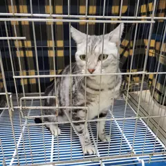 고양시 은색/검정색 줄무늬 아메리칸 쇼트헤어 암컷