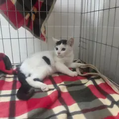 고양시 기타(젖소) 한국 고양이 성별 미상