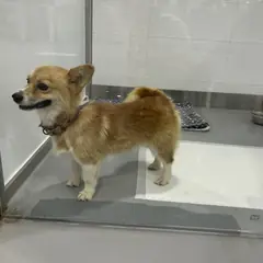 구리시 갈색&흰색 믹스견 수컷
