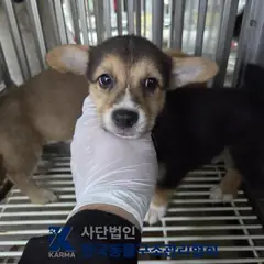 구리시 갈색&검정 믹스견 수컷