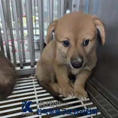 구리시 갈색 믹스견 암컷