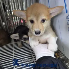 구리시 갈색&검정 믹스견 수컷