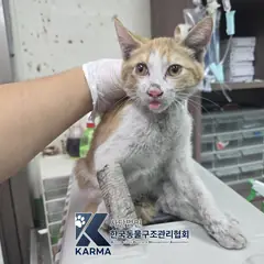 구리시 레몬색&흰색 한국 고양이 수컷