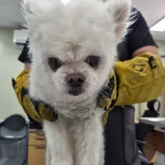 남양주시 흰색 믹스견 수컷