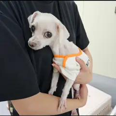 남양주시 흰색 말티즈 암컷