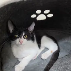 남양주시 기타(턱시도) 한국 고양이 수컷