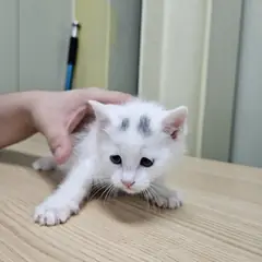 남양주시 흰색 한국 고양이 수컷