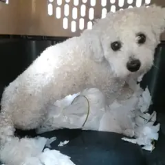 오산시 흰색 기타 수컷